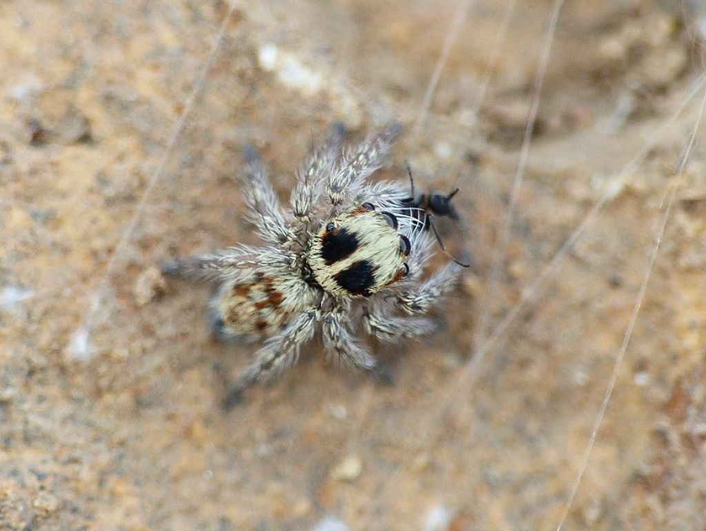 Giovane Salticidae?  S, Pellenes sp. - Porto Cesareo (LE)
